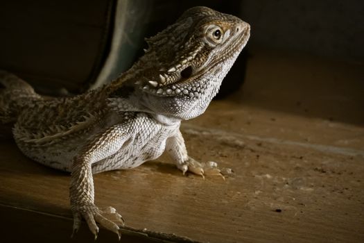 lizard photo
