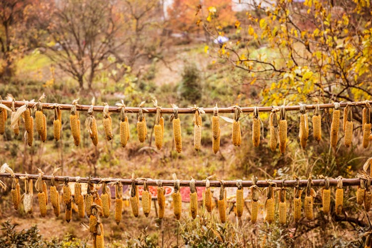 Corn Drying On A Rack