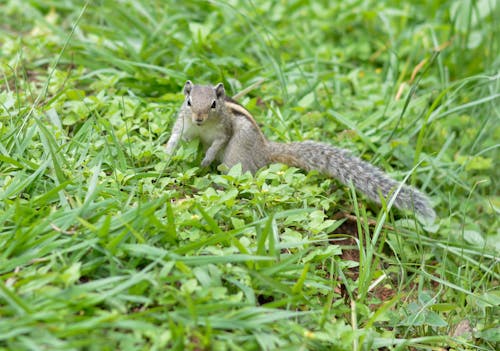 Photographie De Mise Au Point Peu Profonde De L'écureuil Gris Sur L'herbe