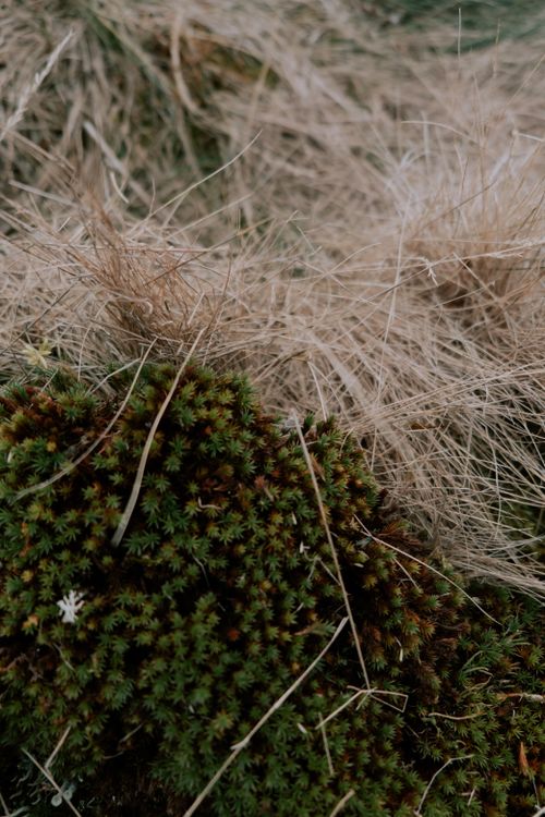 Free A detailed view of dried grass intertwined with lush green moss, perfect for nature-themed backgrounds. Stock Photo