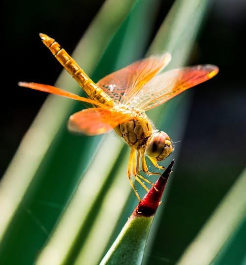 Free Orange Dragonfly on Red and Green Leaf Stock Photo