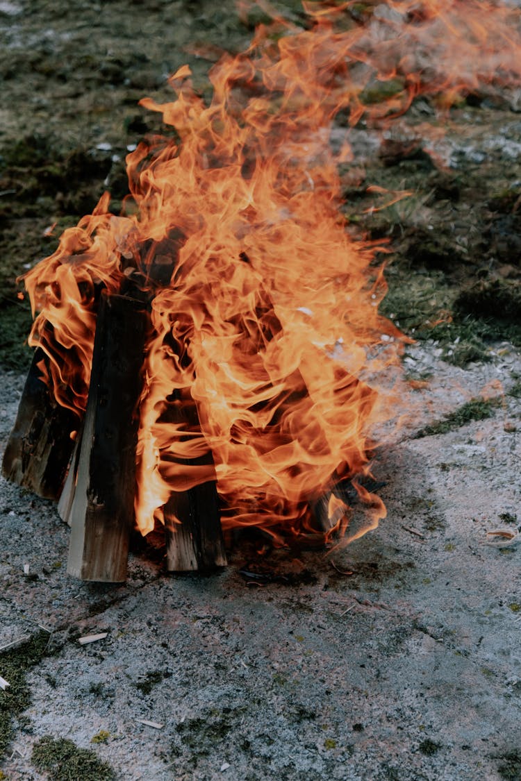 Blazing Firewood On Ground