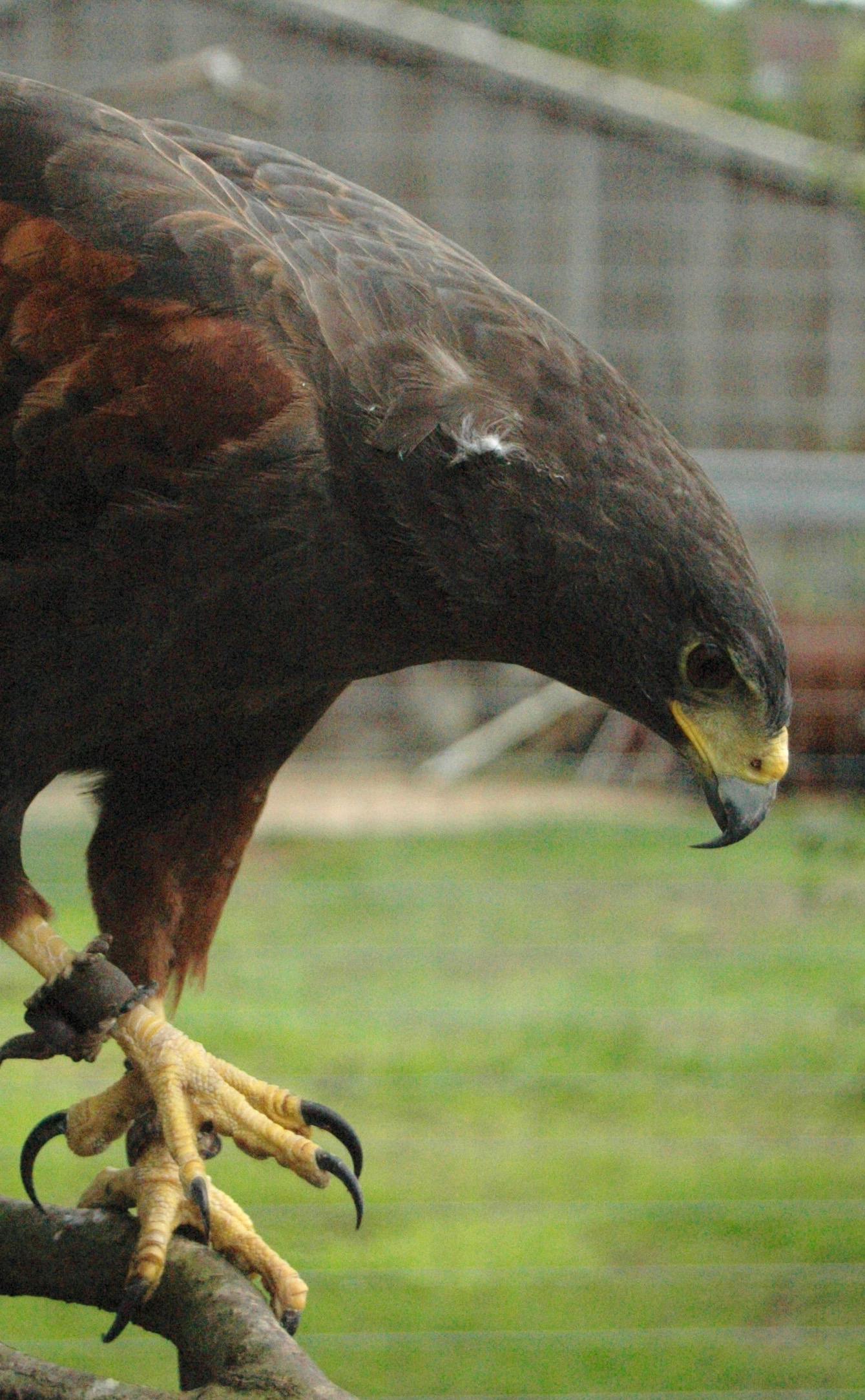 Free stock photo of bird of prey, hawk, predator