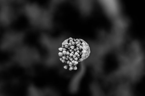 Free Black and white close-up of a budding flower in fine detail, abstract background. Stock Photo