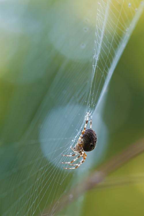 Δωρεάν στοκ φωτογραφιών με macro, αράχνη, αραχνοειδές έντομο Φωτογραφία από στοκ φωτογραφιών