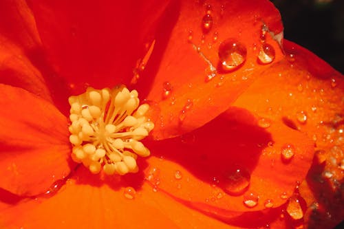 Free Closeup of flower with yellow stamens and water drops on orange petals growing in nature under bright sunlight on summer day Stock Photo
