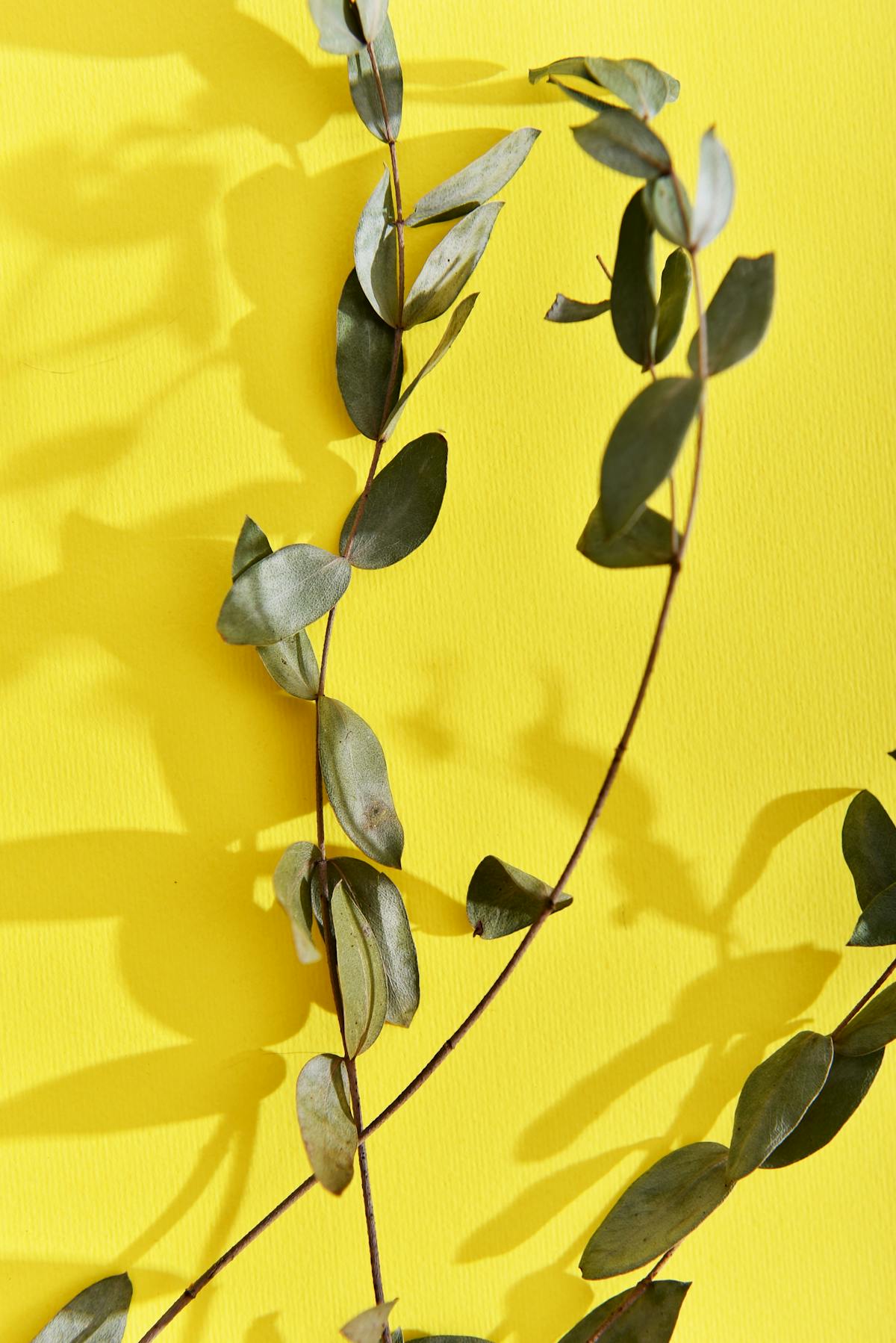 Yogurt-based sauce being mixed in a bowl with a whisk