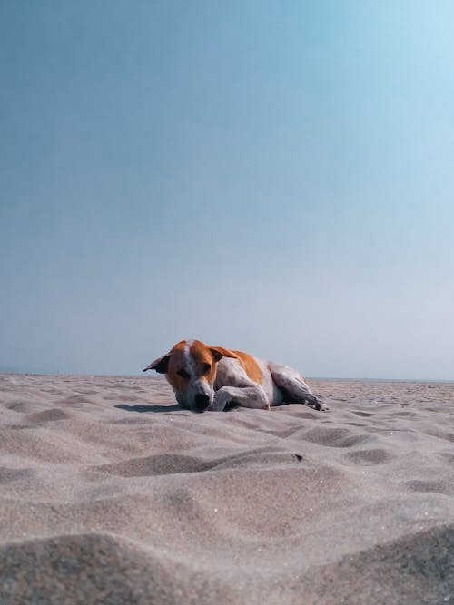 Fotobanka s bezplatnými fotkami na tému breh, cicavec, domáce zviera