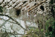 Brown Tree Branches on the Roof