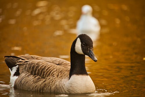 White and Brown Goosek on the Lake