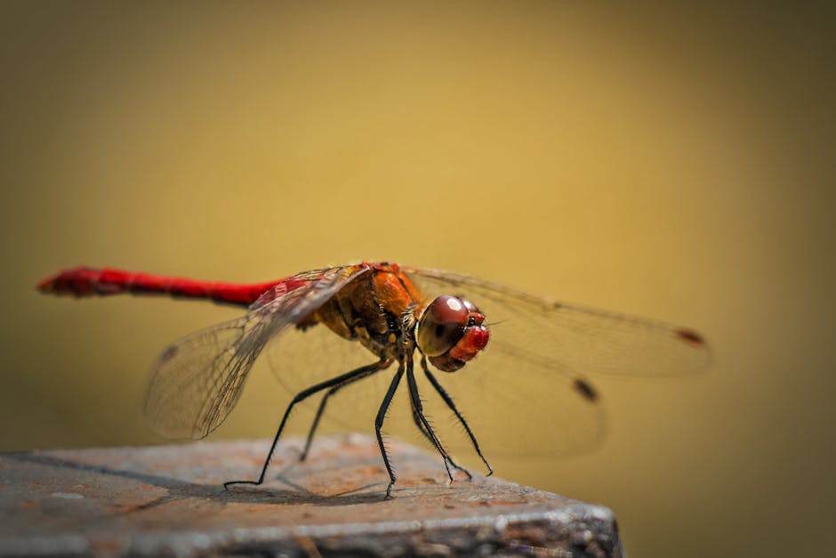 Red and Orange Dragonfly