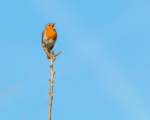 Bird Sitting on a Tree Branch