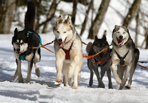 Huskeys Conduciendo Trineo A Través De La Nieve Blanca