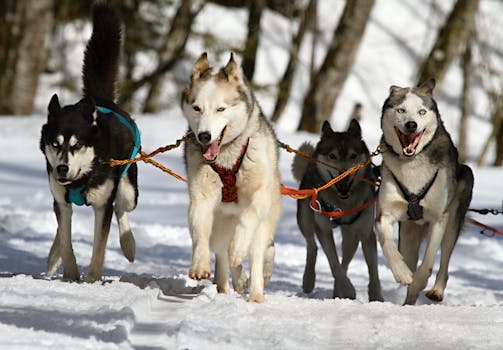 Four Siberian Huskies running in a winter wonderland, perfect for adventure themes.