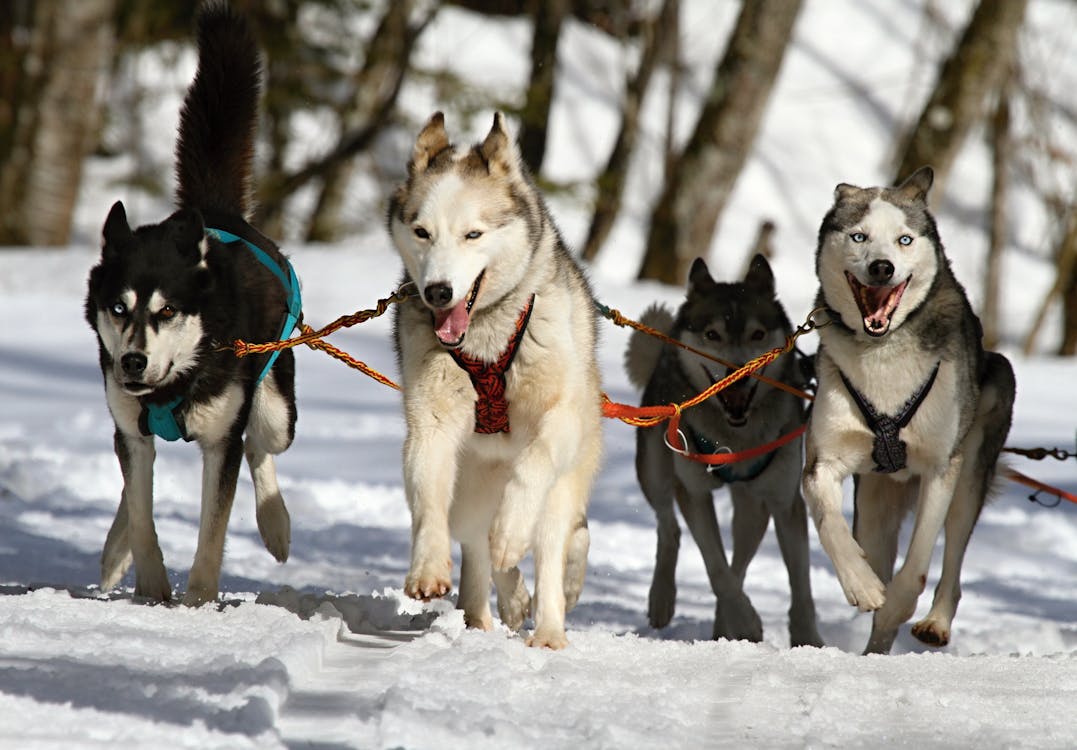Free Huskeys Driving Sled Through White Snow Stock Photo