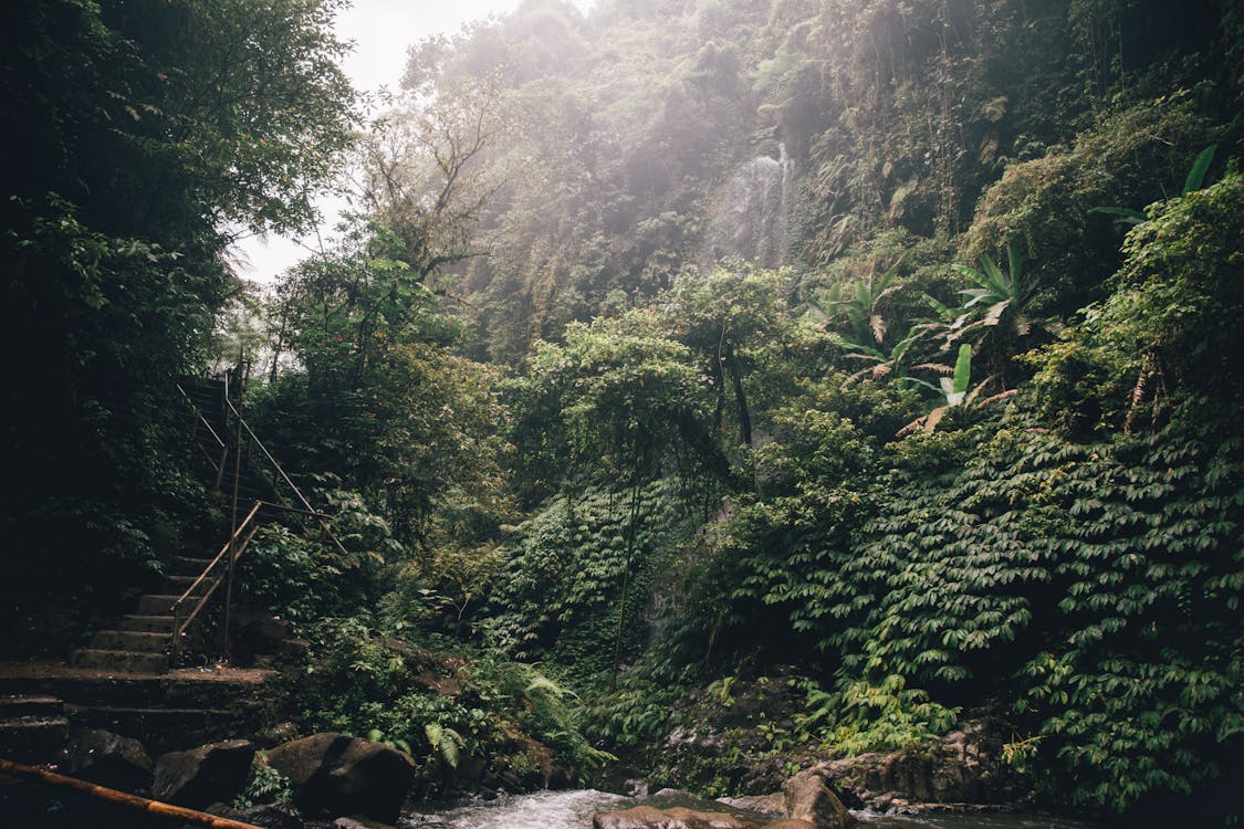 Alam Hutan Di Siang Hari