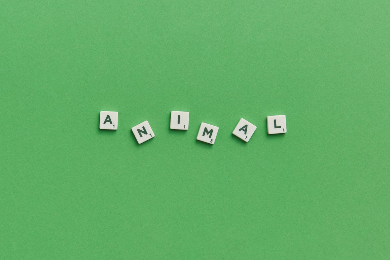 scrabble tiles spelling animal on a vibrant green background providing
