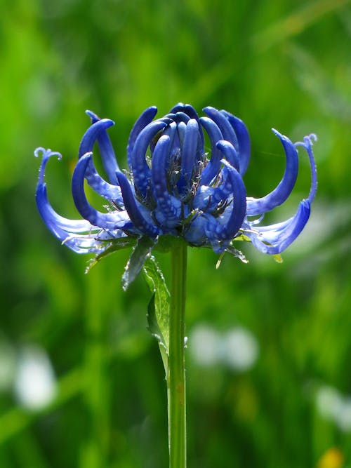 Free Close Photo of Blue Petaled Flower Stock Photo