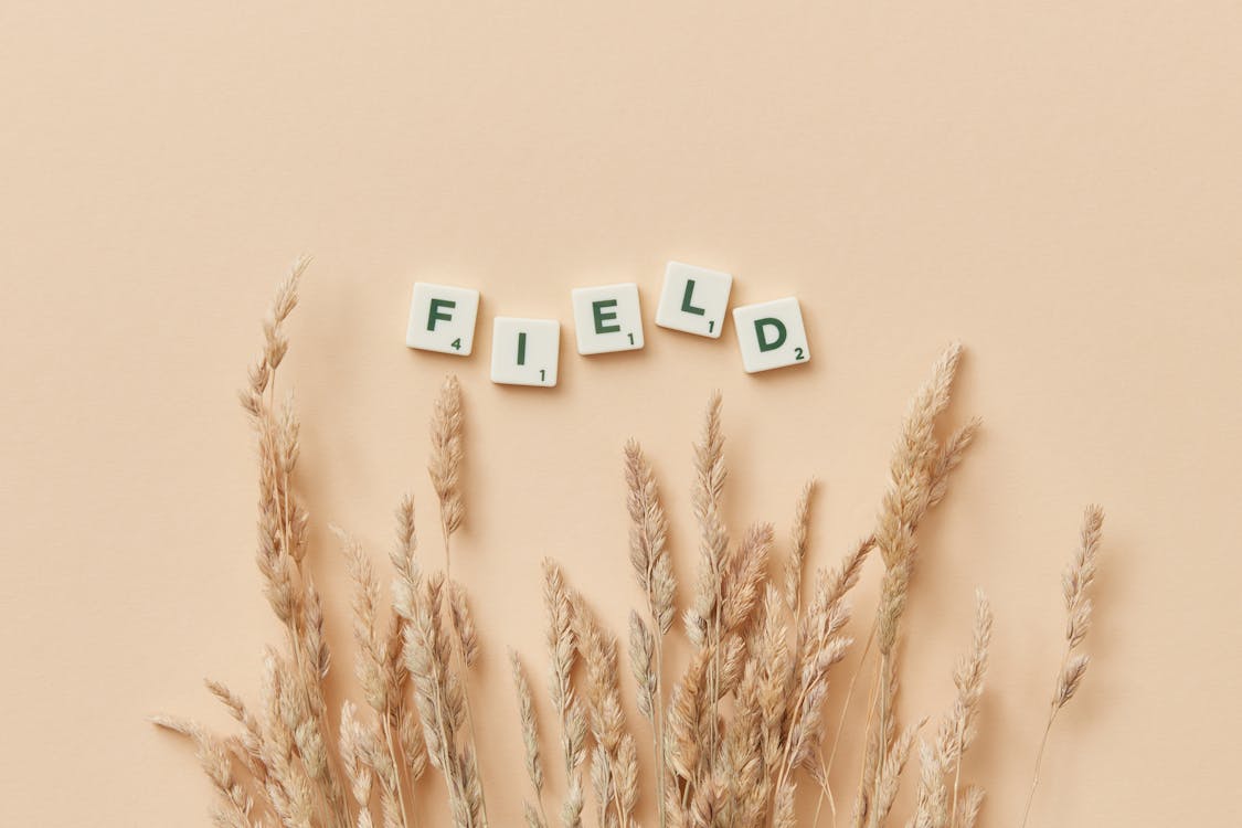 alan, buğday, kelime içeren Ücretsiz stok fotoğraf