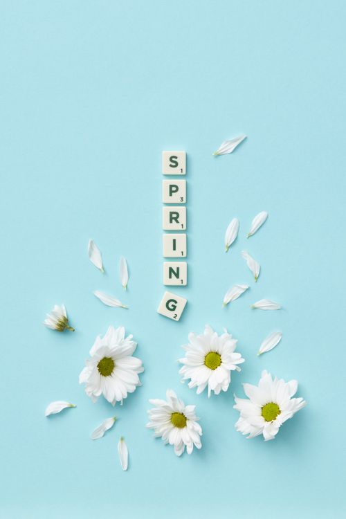 Free Flat lay of daisies and scrabble tiles spelling 'spring' on a blue background. Stock Photo