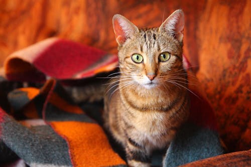 Adorable stripped cat with ginger fluffy fur sitting on warm plaid and looking at camera attentively