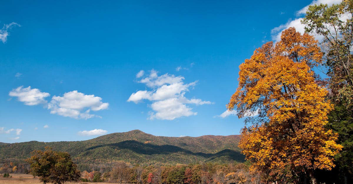 Free stock photo of fall, Great Smokey Mountains, Smokey Mountains