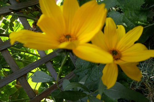 Free stock photo of garden Stock Photo