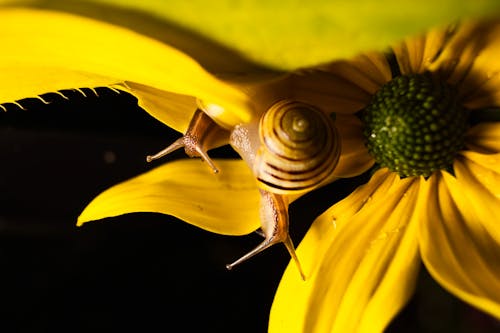 Gratis stockfoto met beest, bloem, detailopname Stockfoto