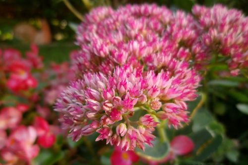 Free stock photo of garden Stock Photo