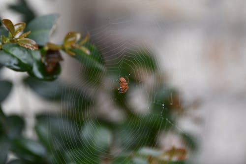 Free Close up of a Spider Stock Photo