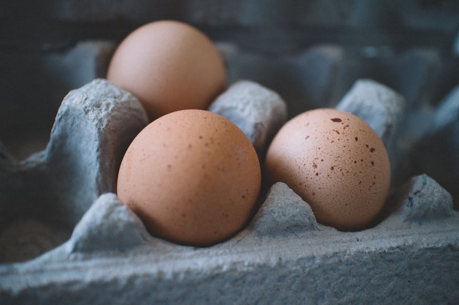 How do chickens fertilized eggs