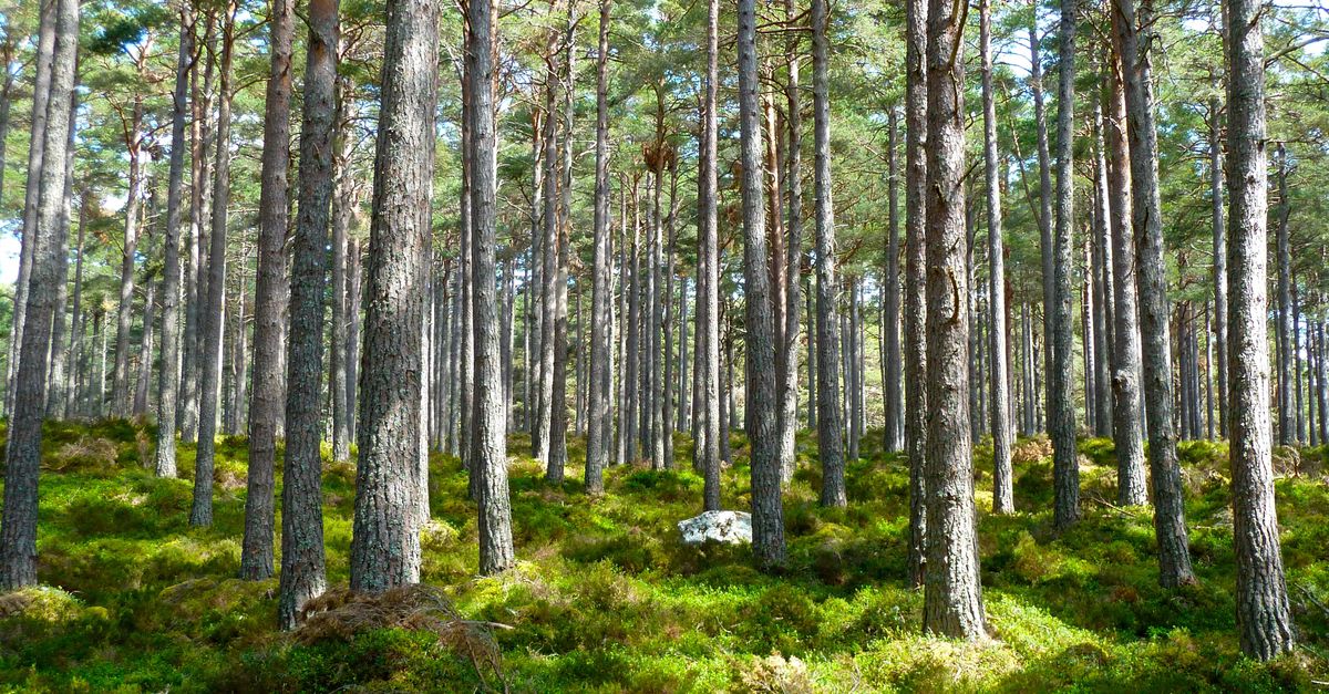 Tranquil pine forest with sunlit greenery in the Highlands of Scotland, ideal for nature lovers.