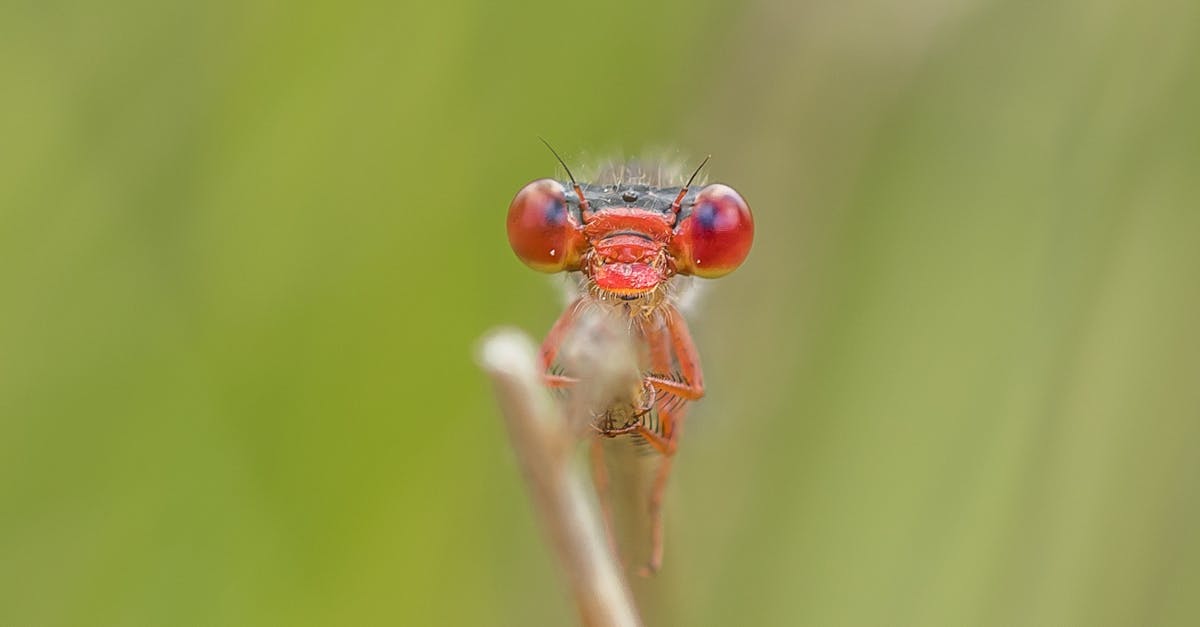 Free stock photo of #dragonfly #libellen, #libel #rode vuurlibel #