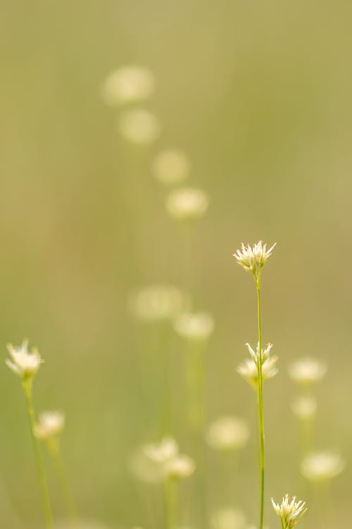 무료 선택적 초점 사진에 흰색 꽃잎 꽃 스톡 사진
