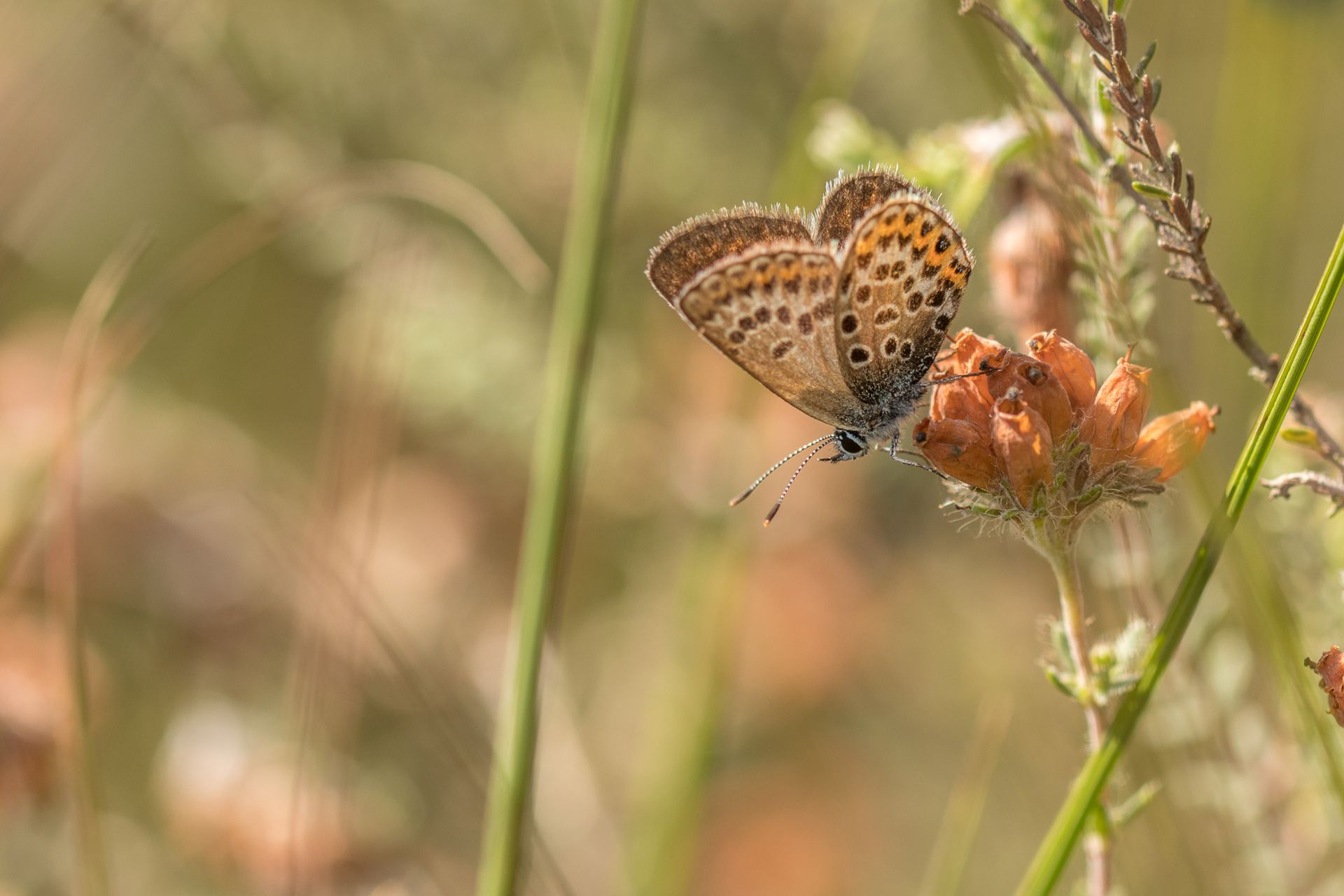 Macro shot of a butterfly perched on flowers in a Dutch field.