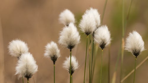 白い花の浅い焦点写真