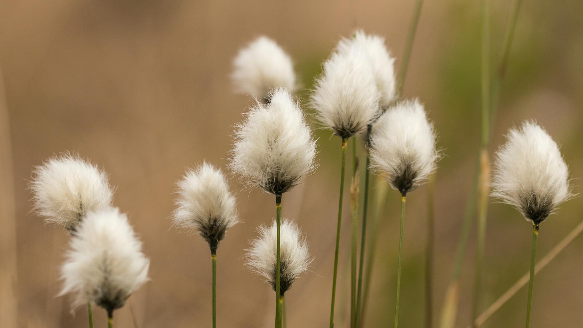 Shallow Focus Photography of White Flowers · Free Stock Photo