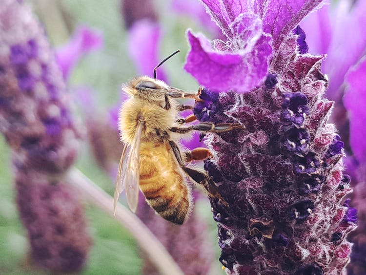 Bee Perched On Top Of Purple Petaled Flower