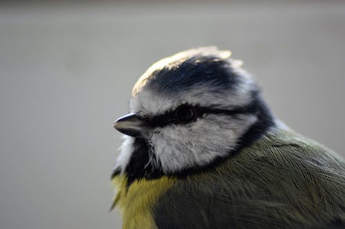 Kostenloses Stock Foto zu blauer und gelber vogel, blaumeise, blaumeise vogel