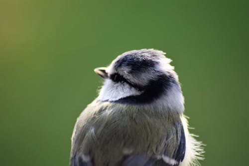 kuş, kuş gagası, mavi baştankara içeren Ücretsiz stok fotoğraf