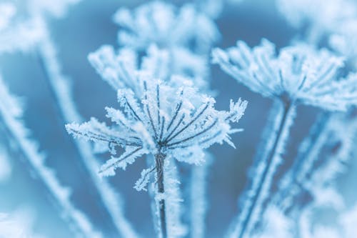 Free Foto profissional grátis de azul, branco, coberto de neve Stock Photo