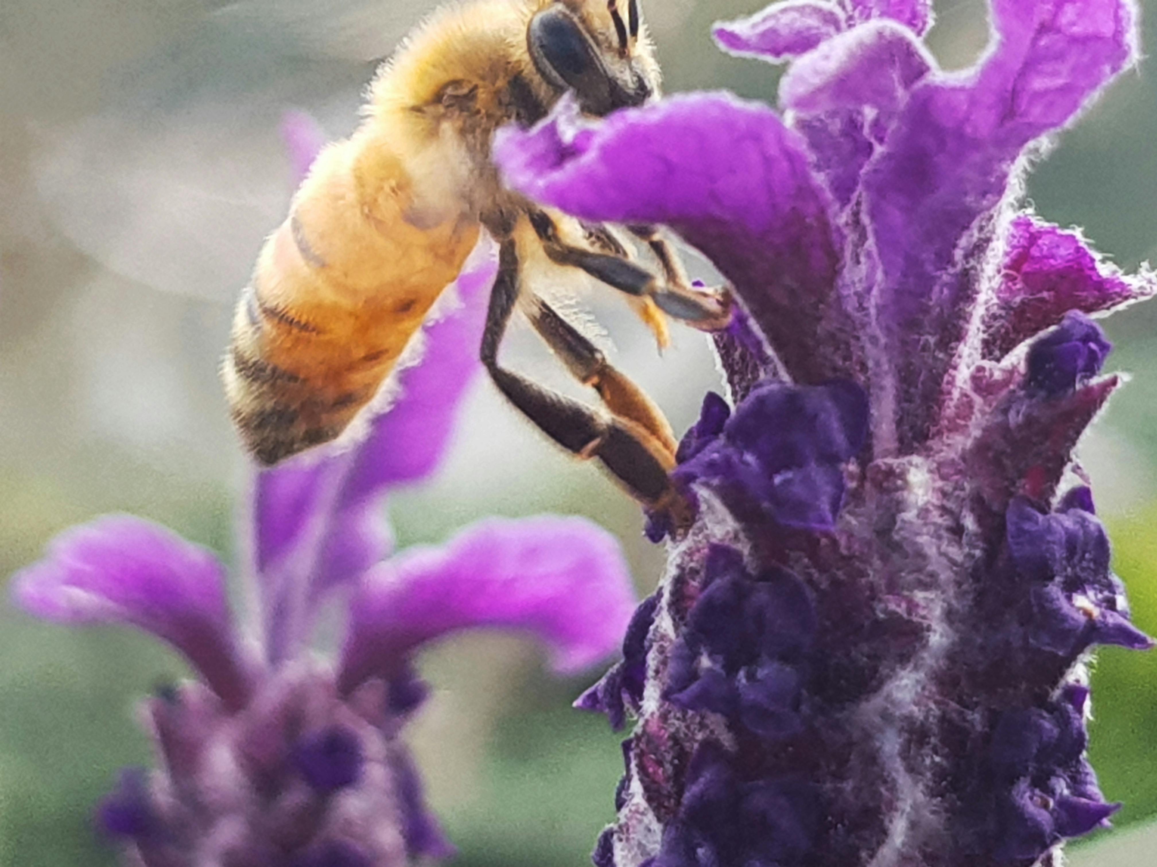 Free stock photo of bee, bee drinking, bee feeding