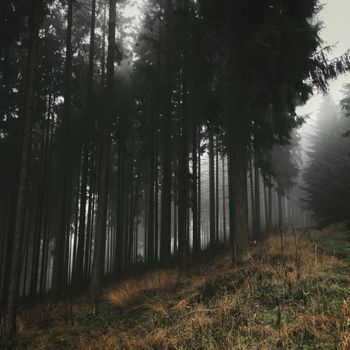 A mysterious and tranquil foggy evergreen forest scene with towering trees.