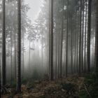 Foggy forest with tall pines — photo by David Music on Pexels