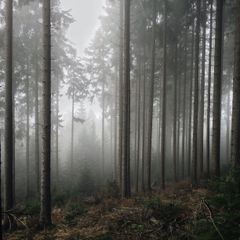 Misty pine forest, photo by David Music on Pexels