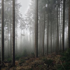 Nightgrass Hymnal cover art — photo by David Music on Pexels