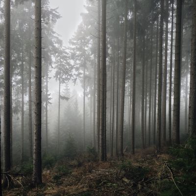 Low fog over dark trees by David Music on Pexels