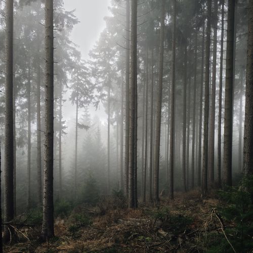 Tall pines in a foggy forest — photo by David Music on Pexels