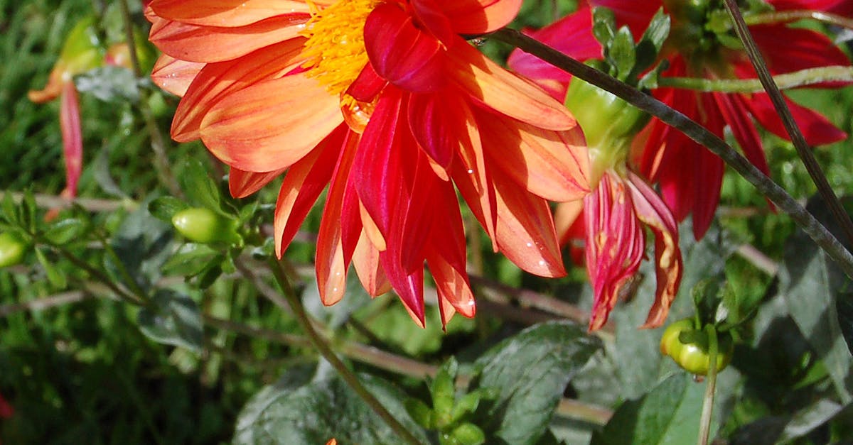 Free stock photo of flower, orange, red