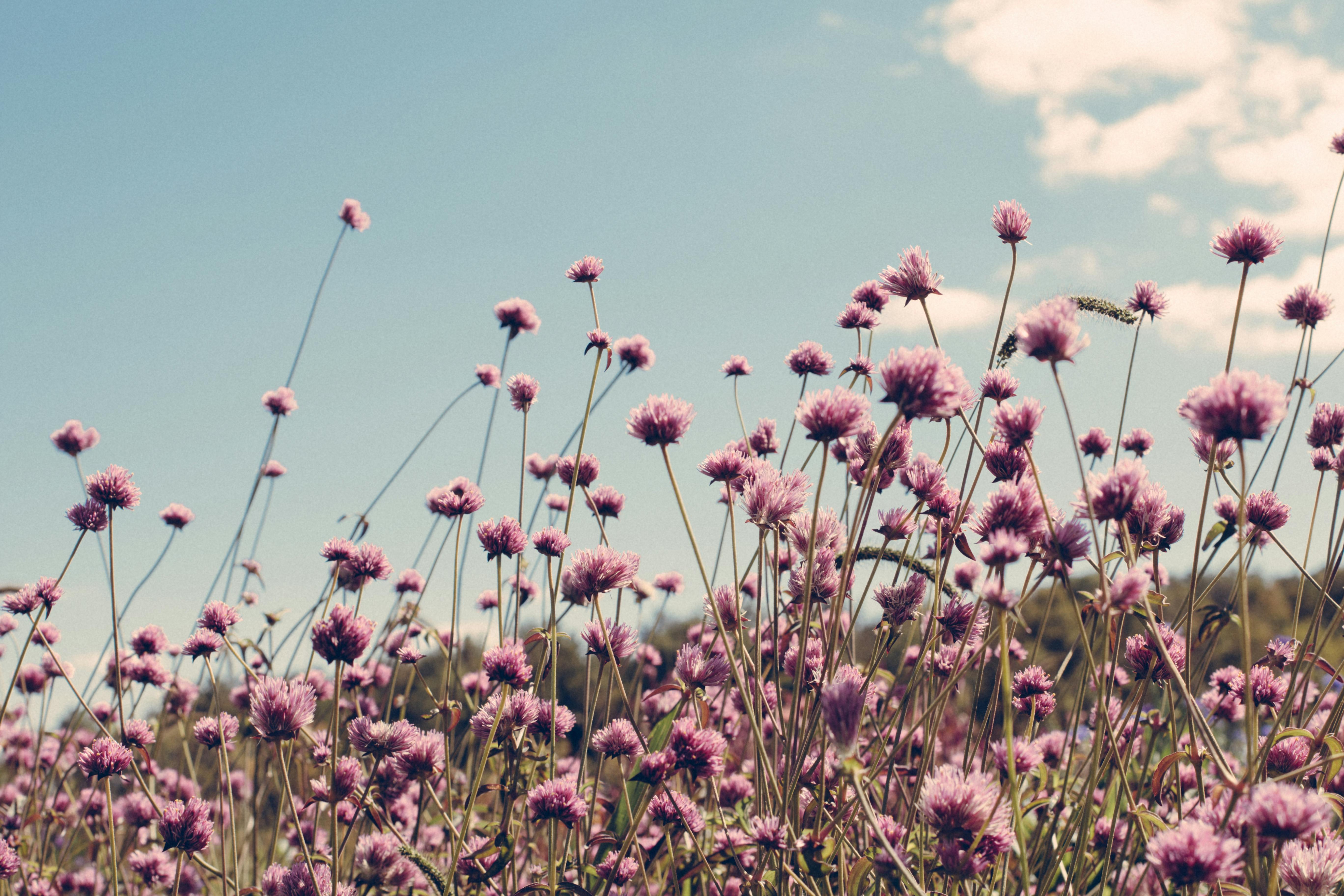 Foto De Stock Gratuita Sobre Campo Flores Flores Silvestres